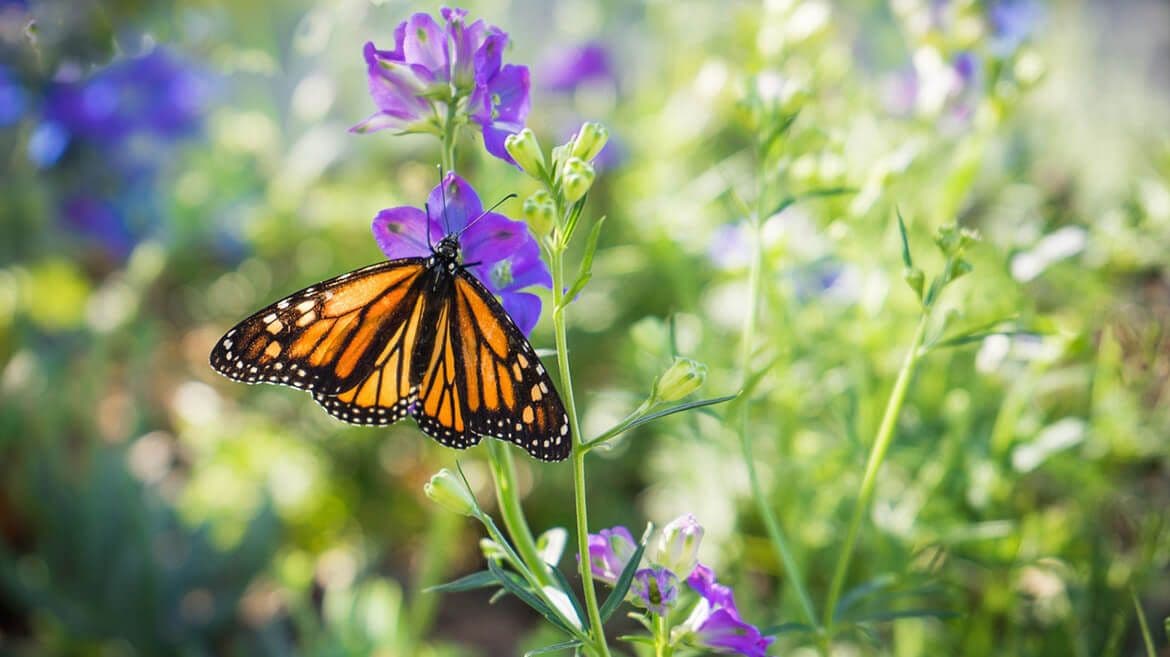 Garden Path Greenhouses LLC
