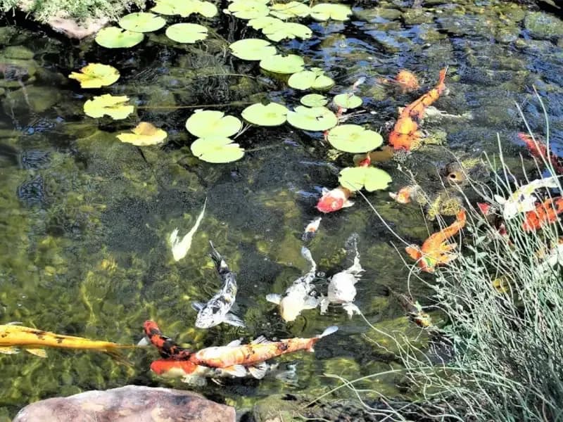 Garden Ponds Unlimited