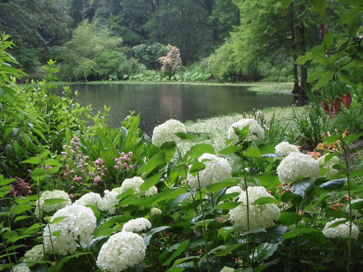 Gardens Oy Vey - An Online Nursery