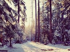 Gard's Tree Farm