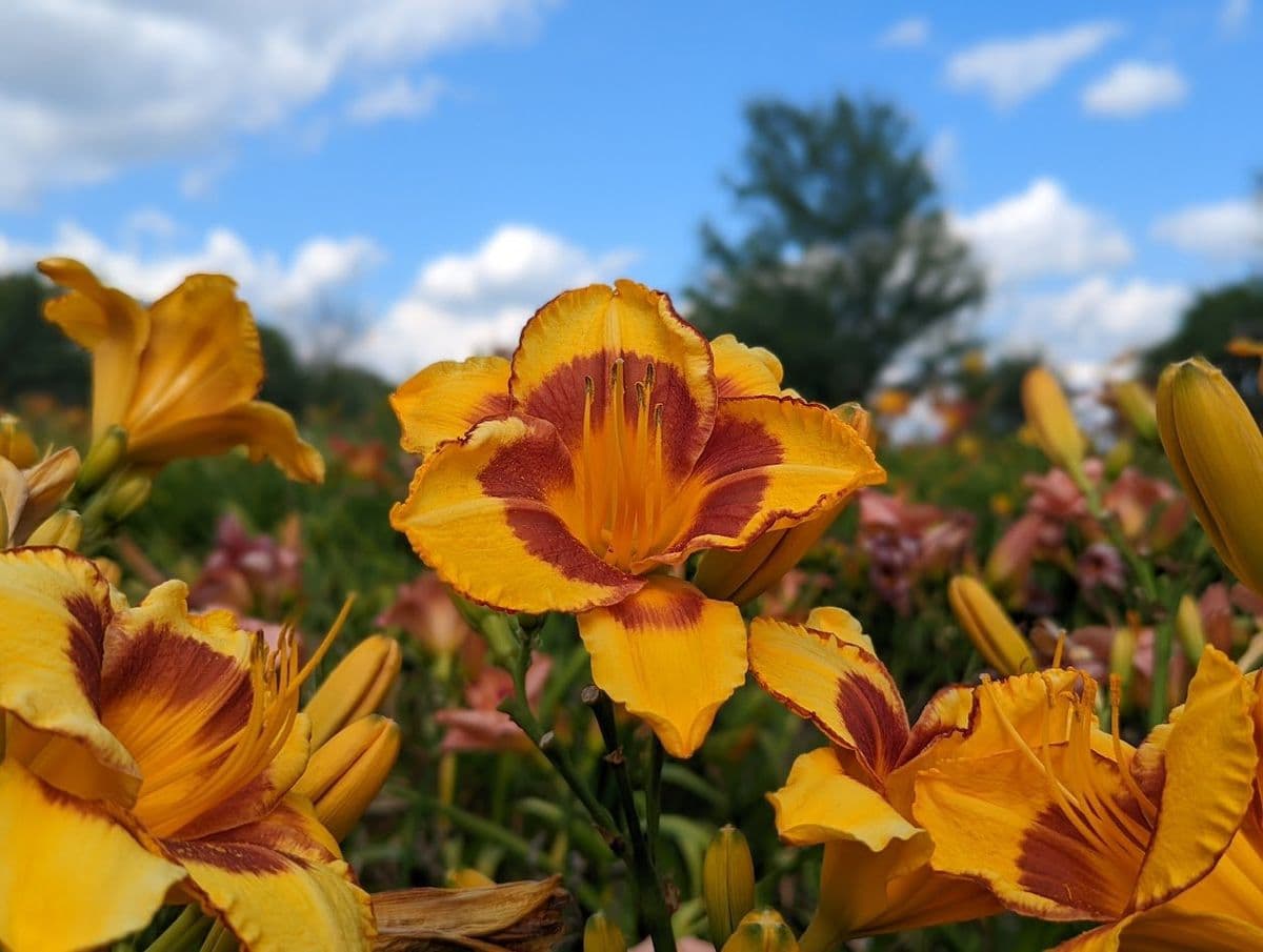 Garfield Gardens