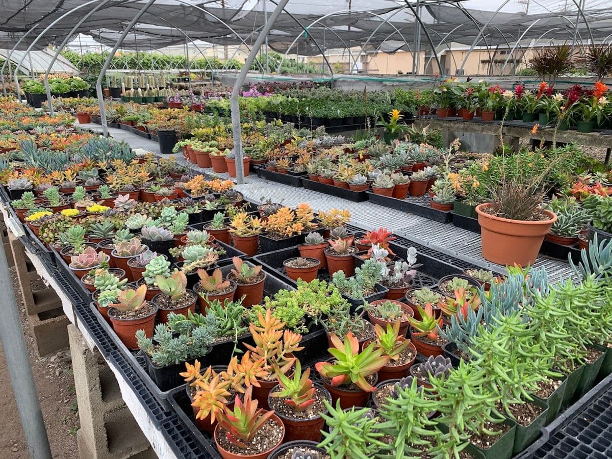 Garibaldo's Nursery