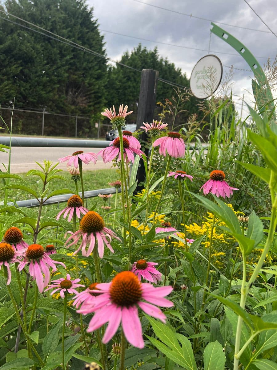 Garland's Garden