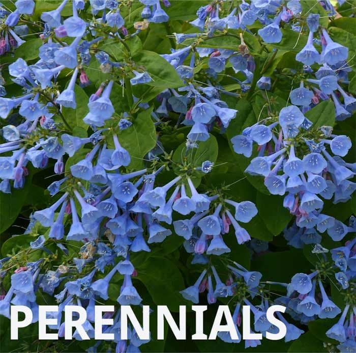 Gary's Perennials