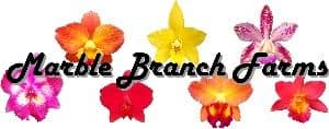 Gem 'Marble Branch Farms'