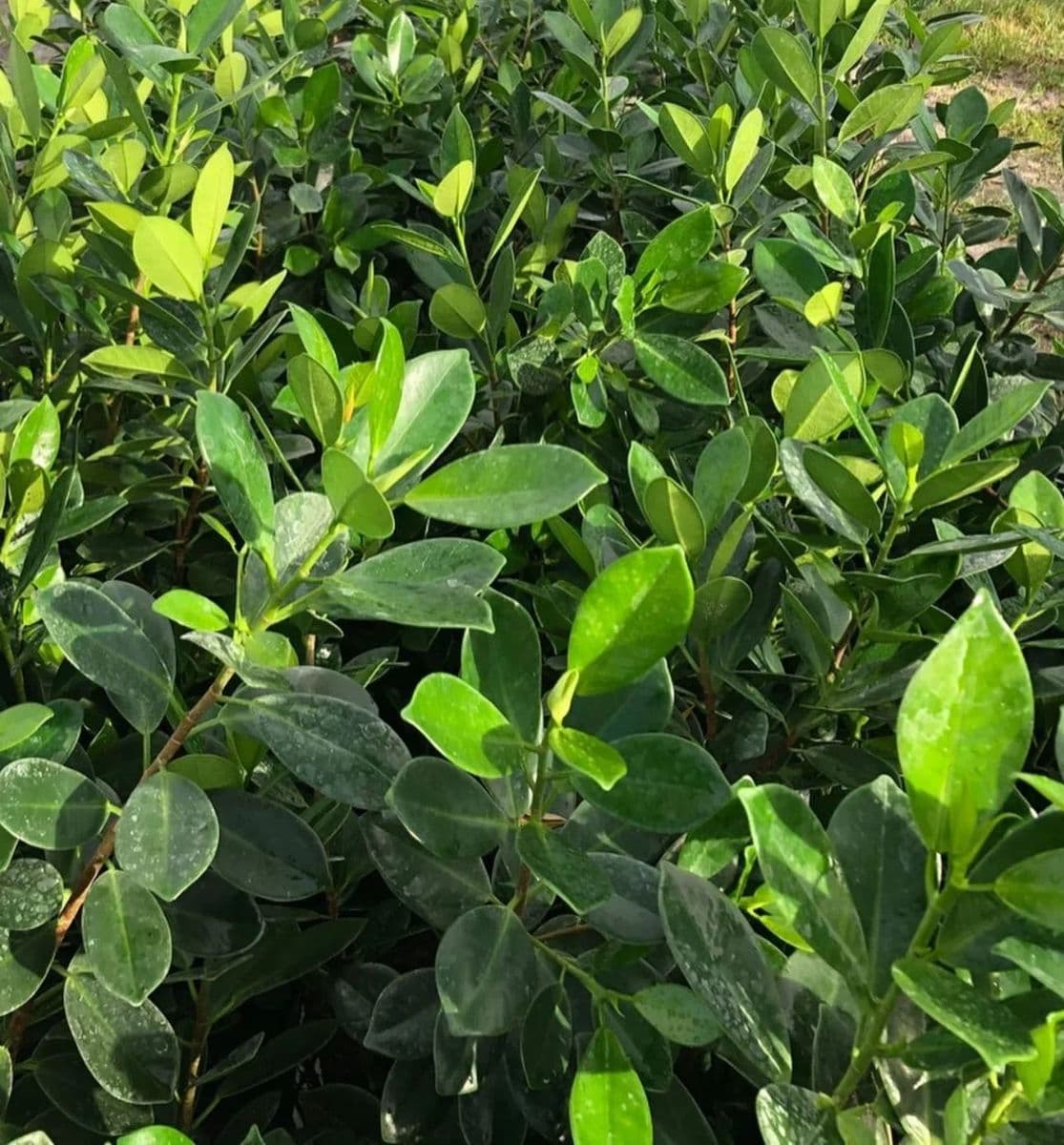 General Landscape Solutions