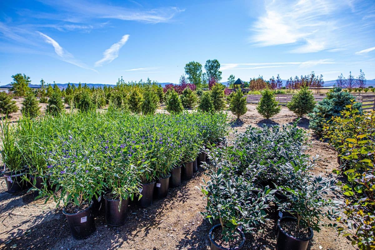 Genoa Trees & Landscape Materials
