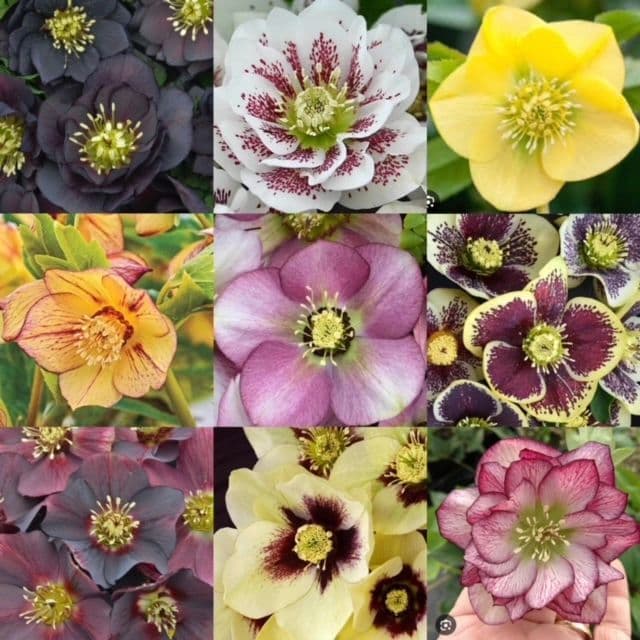 Genrich's Garden Center, Florist & Greenhouses