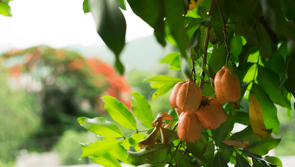 Georgia Pecan Nursery