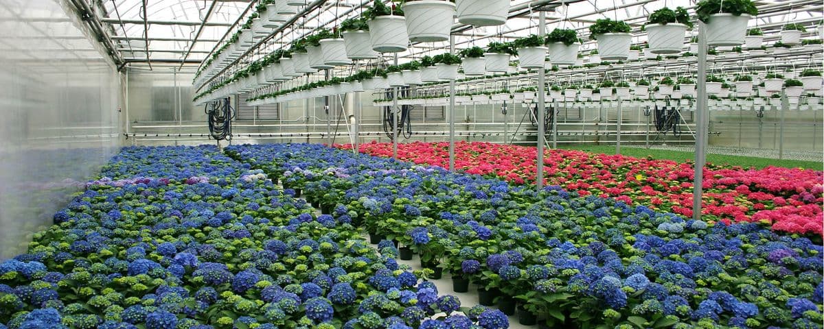 Geremia Greenhouses