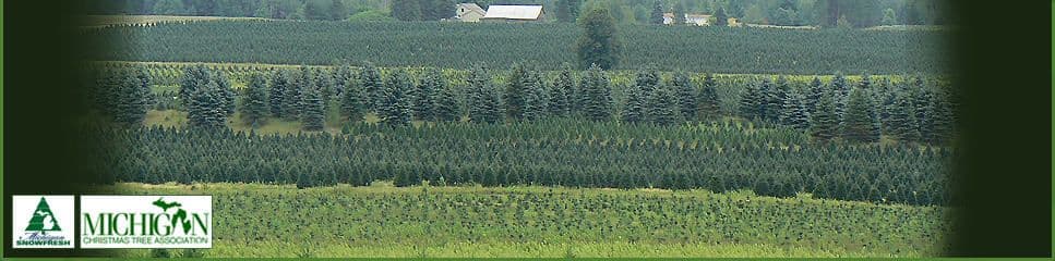 Getty Tree Farms
