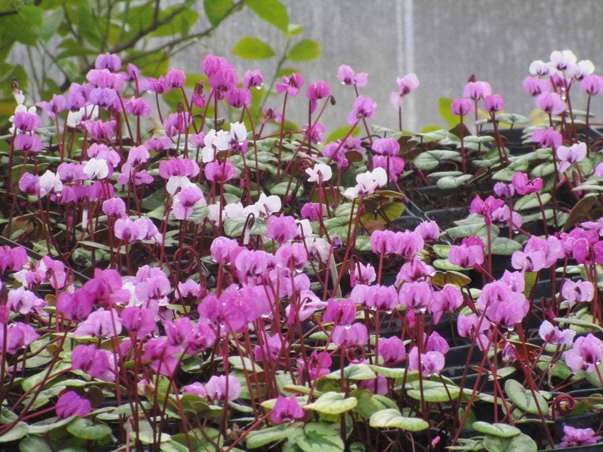 Gettysburg Gardens