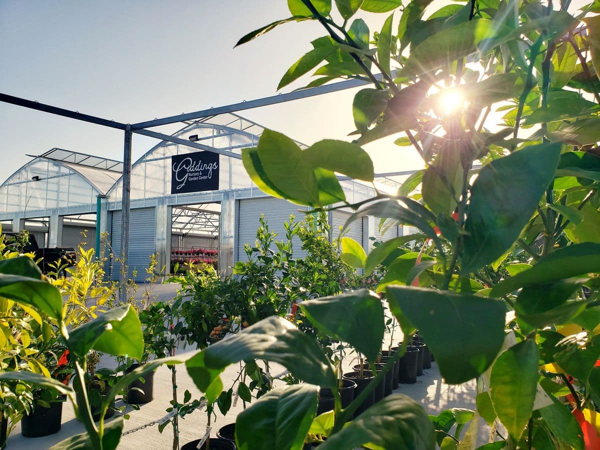 Giddings Nursery & Garden Center