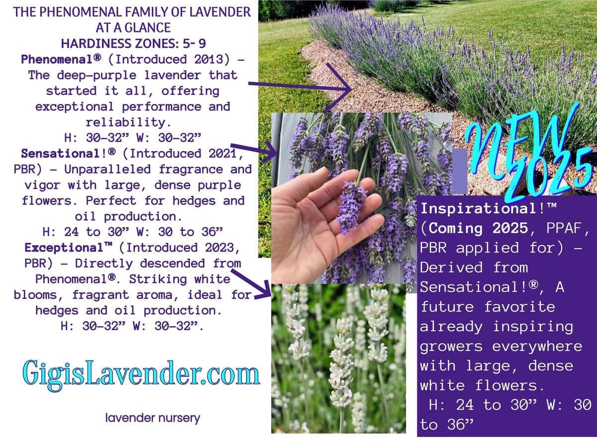 Gigi's Lavender Farm & Nursery