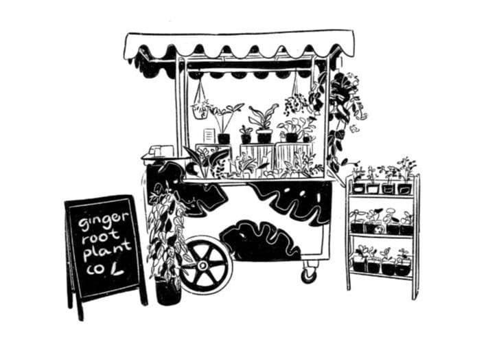 Ginger Root Plant Co
