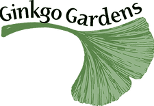 Ginkgo Gardens