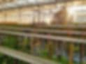 GKP Nursery