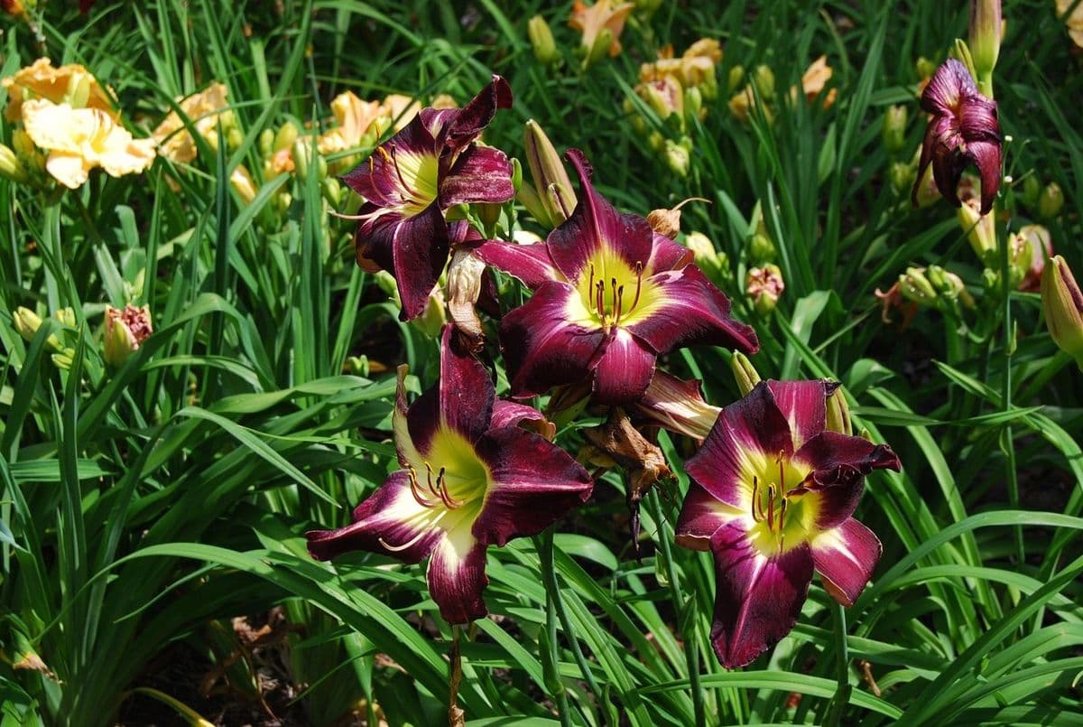 Glenda Mae's Daylily Farm