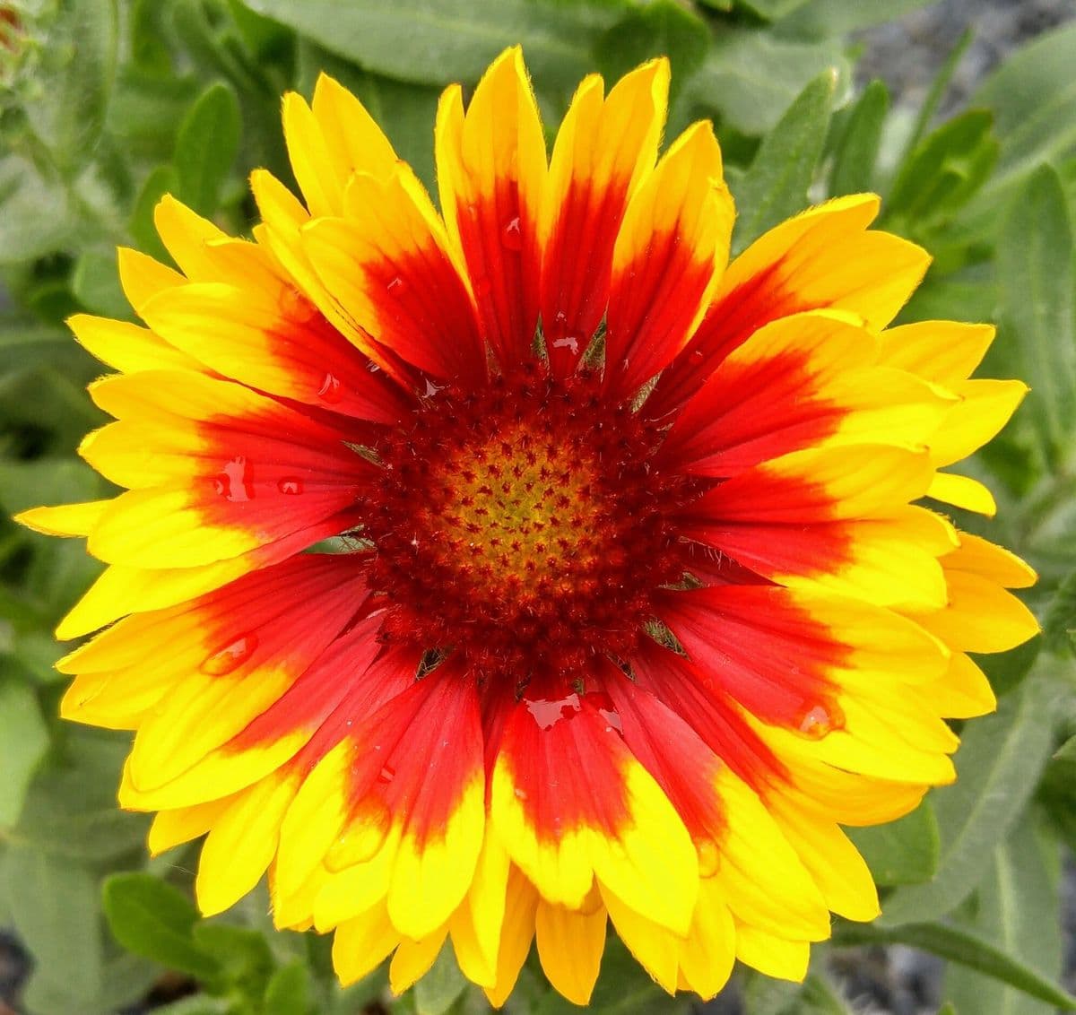 Glenmar Nursery & Garden Center
