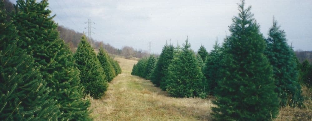 Glenview Farm