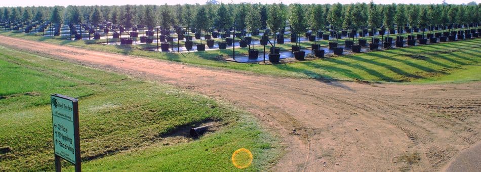 Glueck Tree Farm