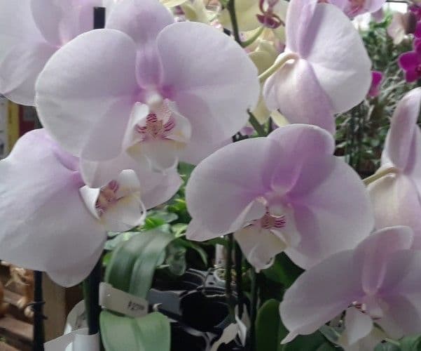 Godley's Garden Center & Nursery Inc