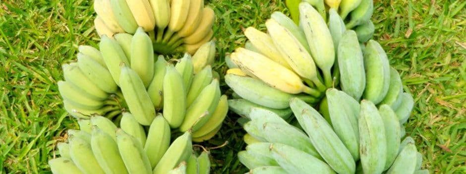Going Bananas.(appointment only)