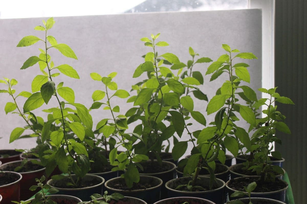 Goji Berry Plant's for sale