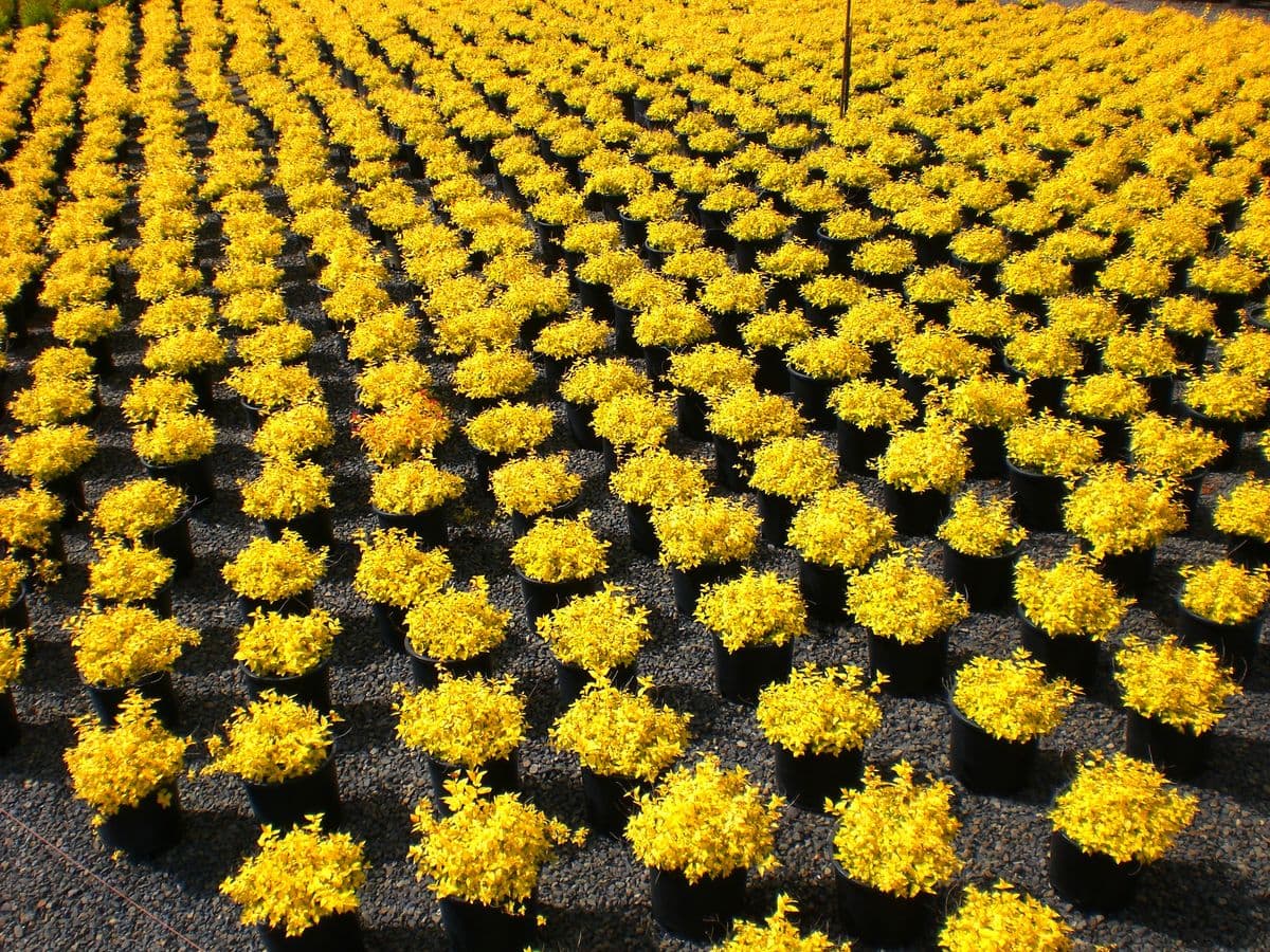 Gold Family Farms