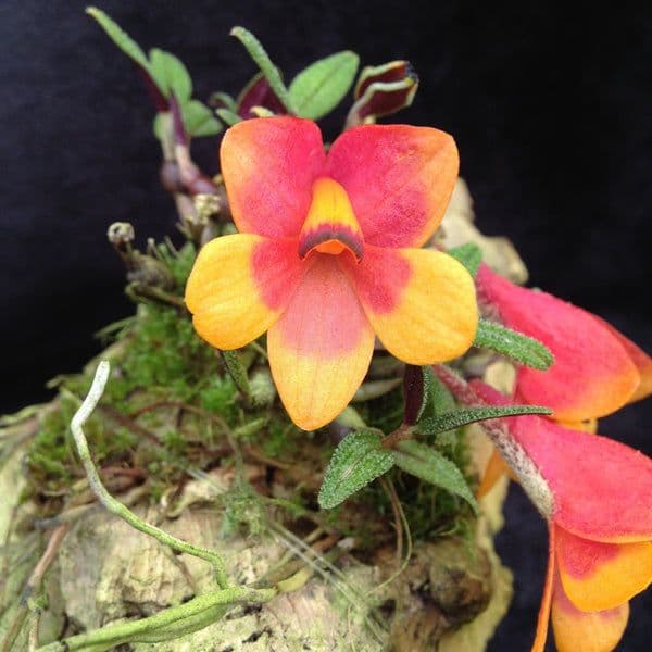 Golden Gate Orchids