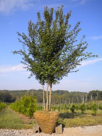 Goldleaf Farms