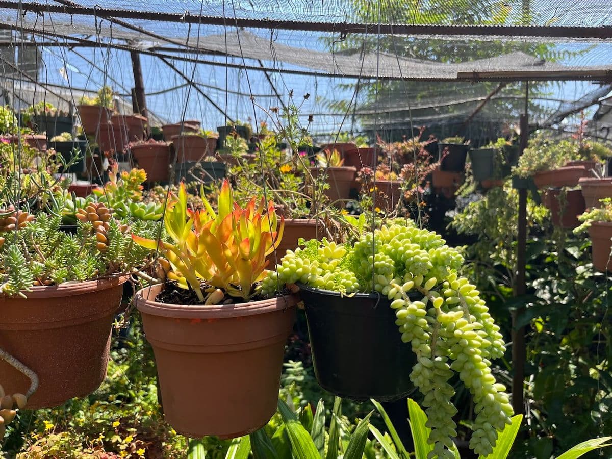 Gonzalez Plant Nursery