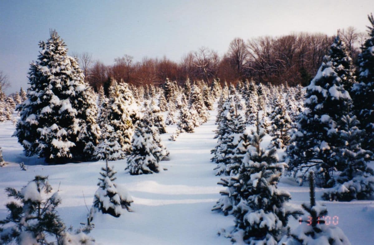 Good Spirits Tree Farm