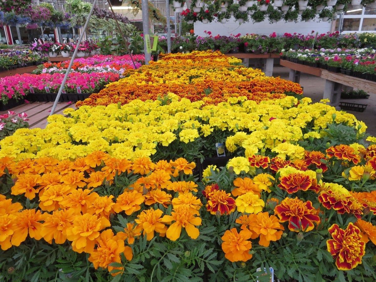 Goodman's Farm Market