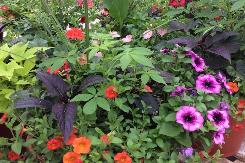 Goodwin Greenhouse