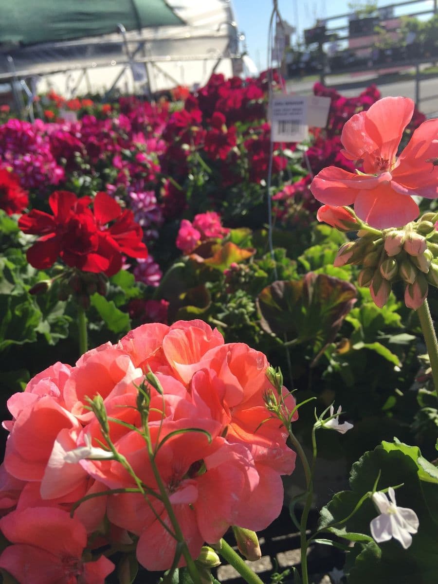 Gooseberry Creek Garden Center