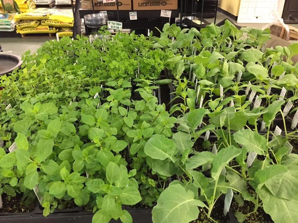 Grace's Hydro Organic Garden Center