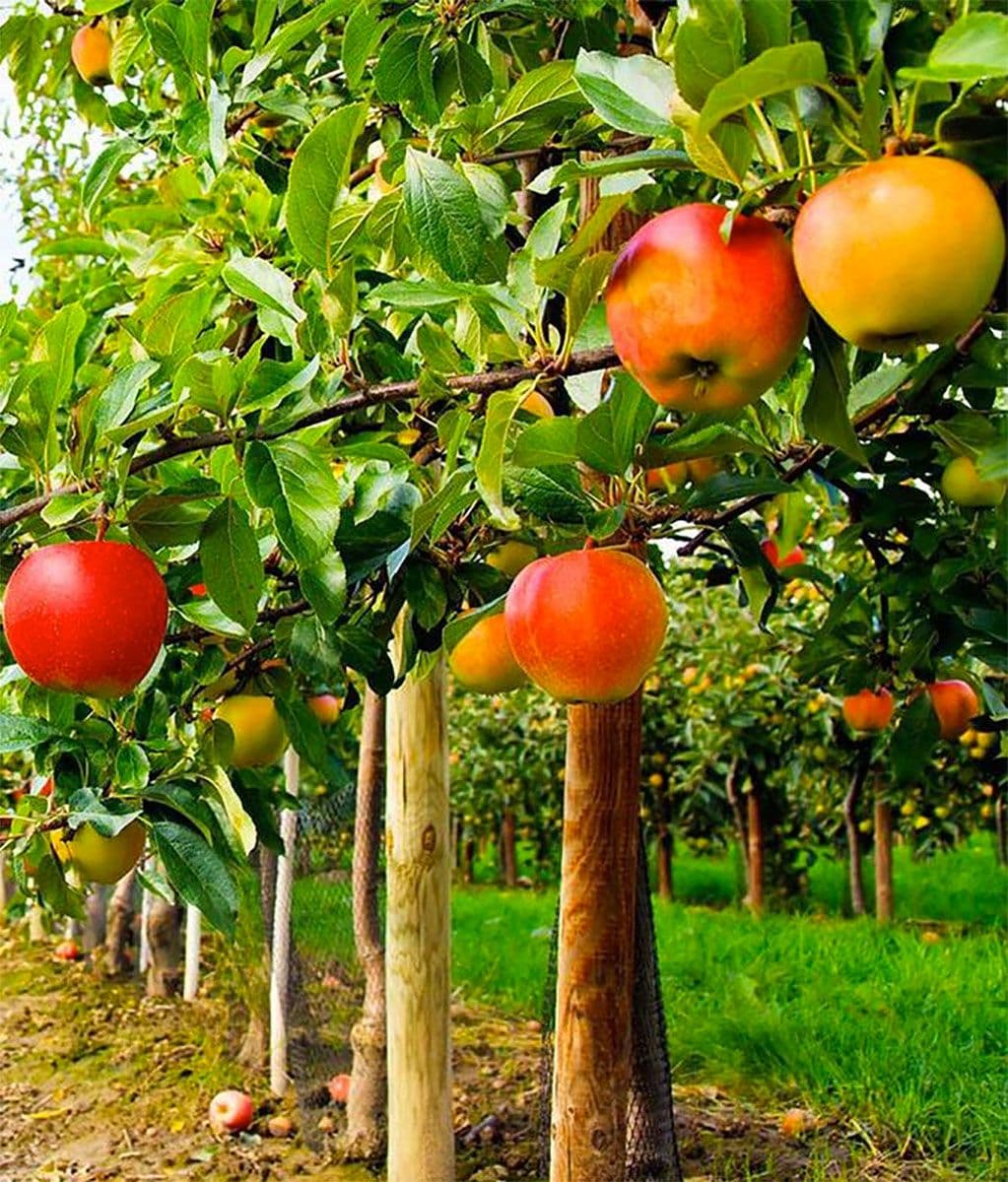 Grandpa's Orchard LLC