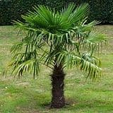 Grandview Palms