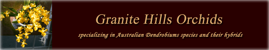 Granite Hills Orchid
