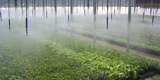 Grass Roots Nursery