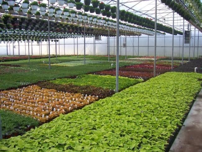Grassmid Greenhouse