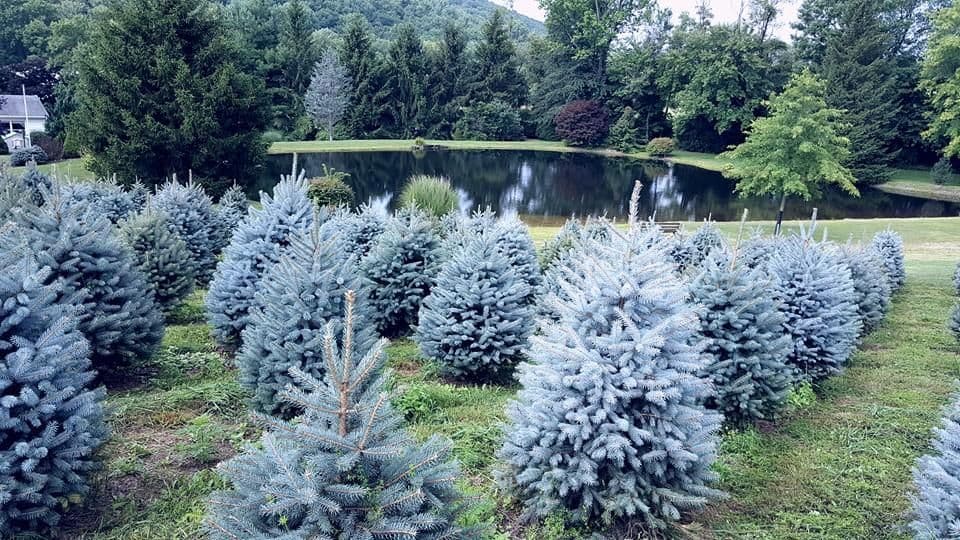 Graver's Tree Farm, LLC