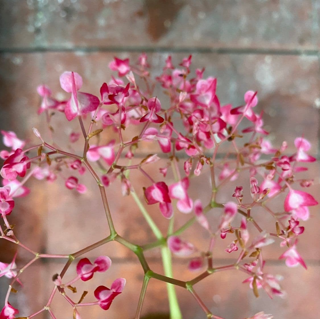 Graye's Greenhouse