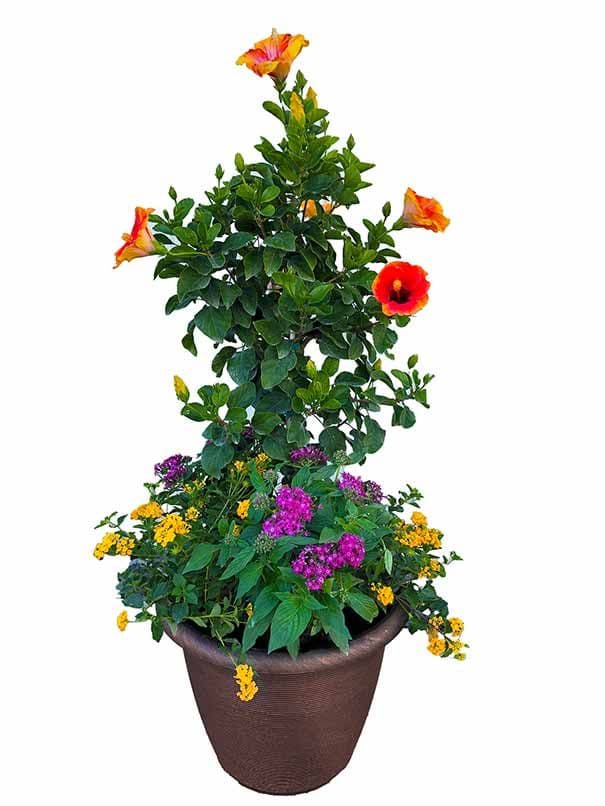 Grays Ornamentals