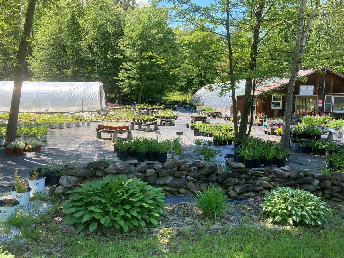 Green Country Corners Flower Farm & Perennial Center