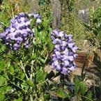 Green Desert Wholesale Tree
