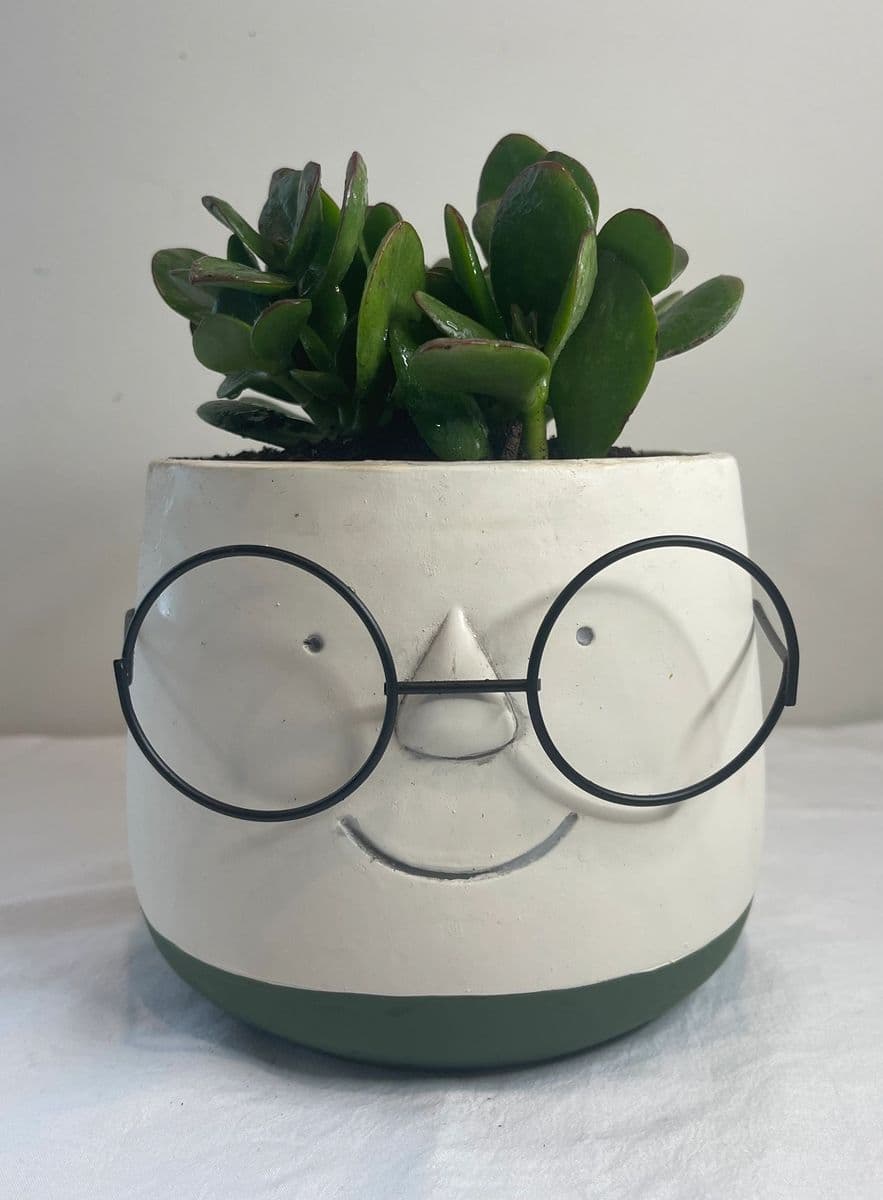 Green Geek Plants