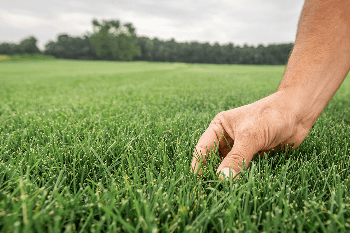 Green Horizons Turf Farm