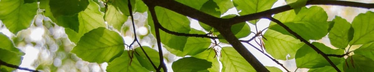 Green Meadow Wholesale Nursery